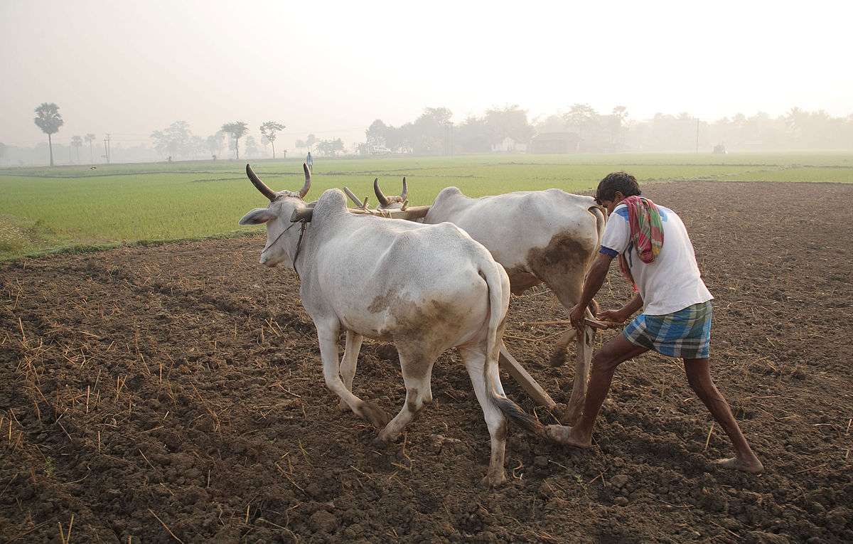 An Indian plowman in West Bengal working in India's largest industry: Agriculture